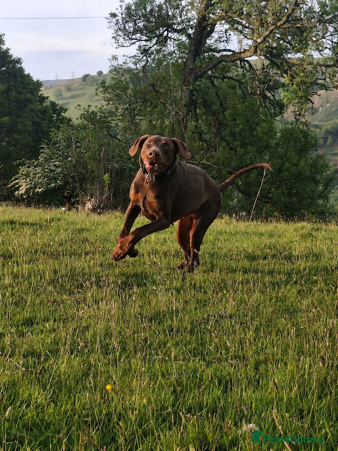 Dobermann dogs Chocolate & Tan Dobermann for Stud  - Advert 1