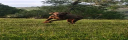 Dobermann dogs for stud: Chocolate & Tan Dobermann for Stud  - Advert 1