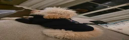 Toy Poodle dogs for sale: KC Registered Beautiful Toy Poodle Puppies - Advert 10