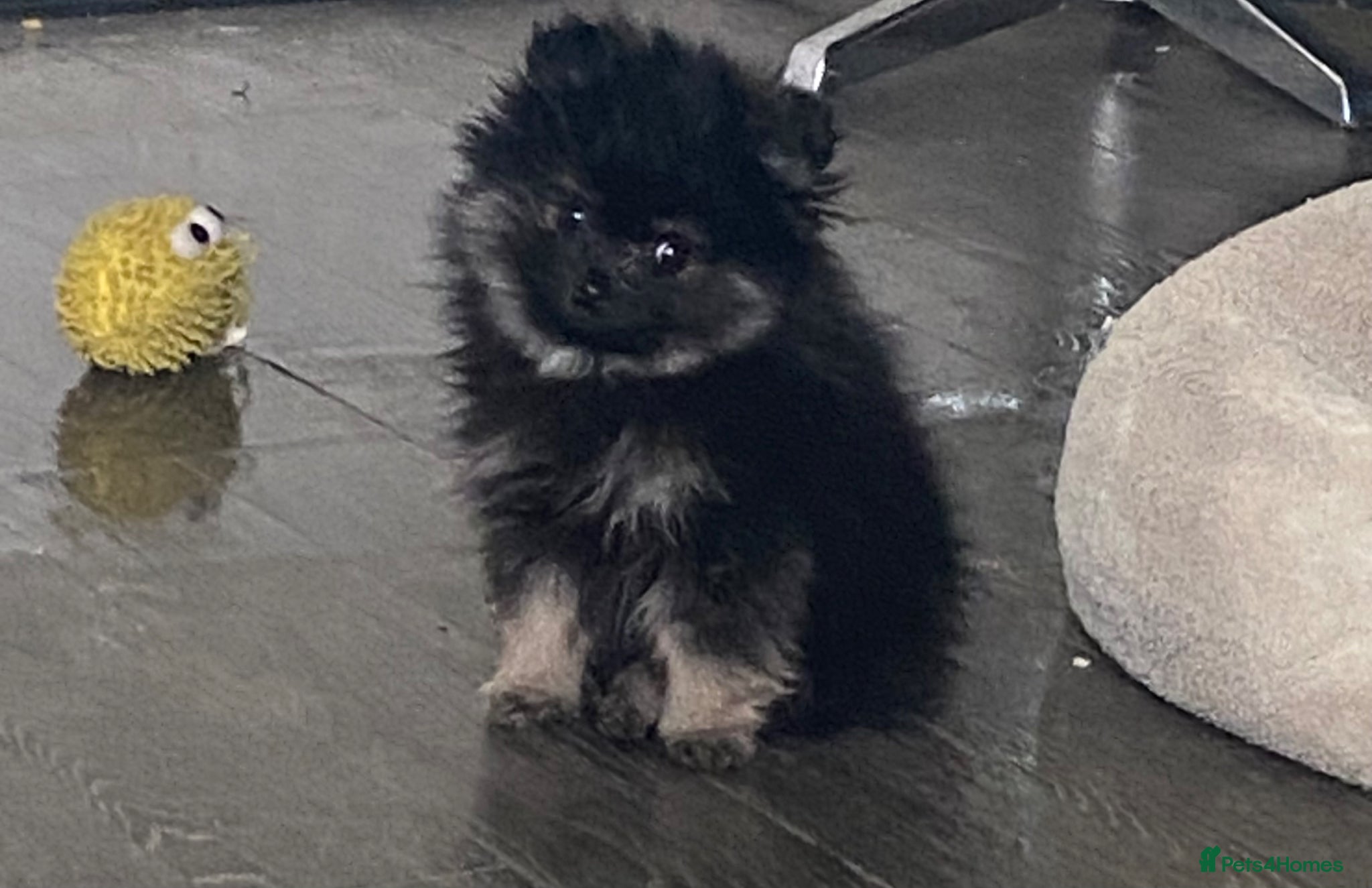 Pomeranian dogs Xs Pomeranian puppies  - Advert 6