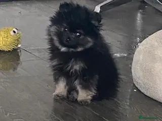 Pomeranian dogs Xs Pomeranian puppies - Advert 6