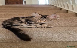 Maine Coon cats for sale: Pure Maine coon - Image 18
