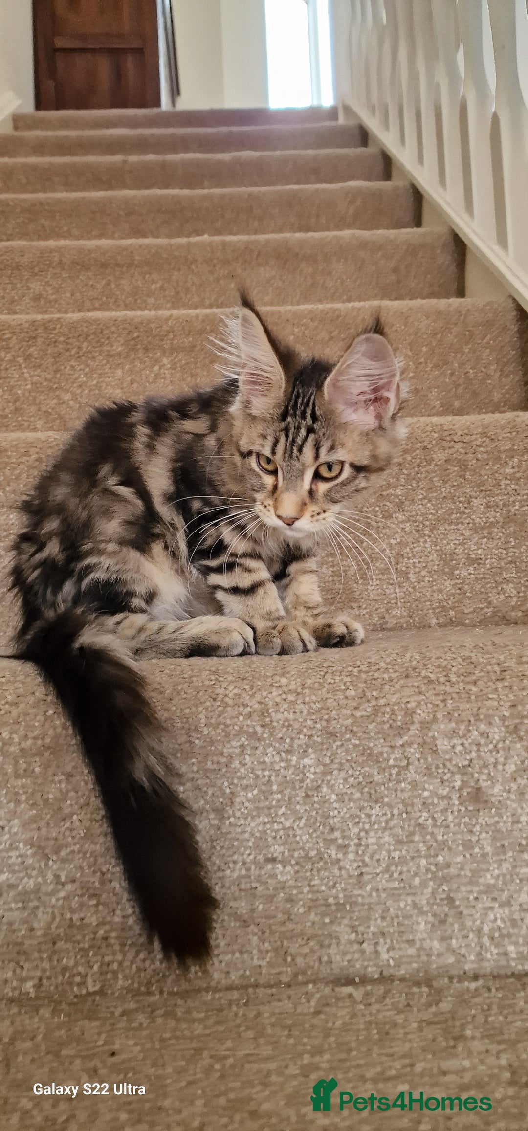 Maine Coon cats for sale: Pure Maine coon - Image 18