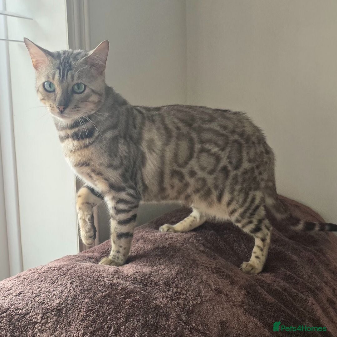 Bengal cats Tica registered Silver Bengal girl - Advert 7