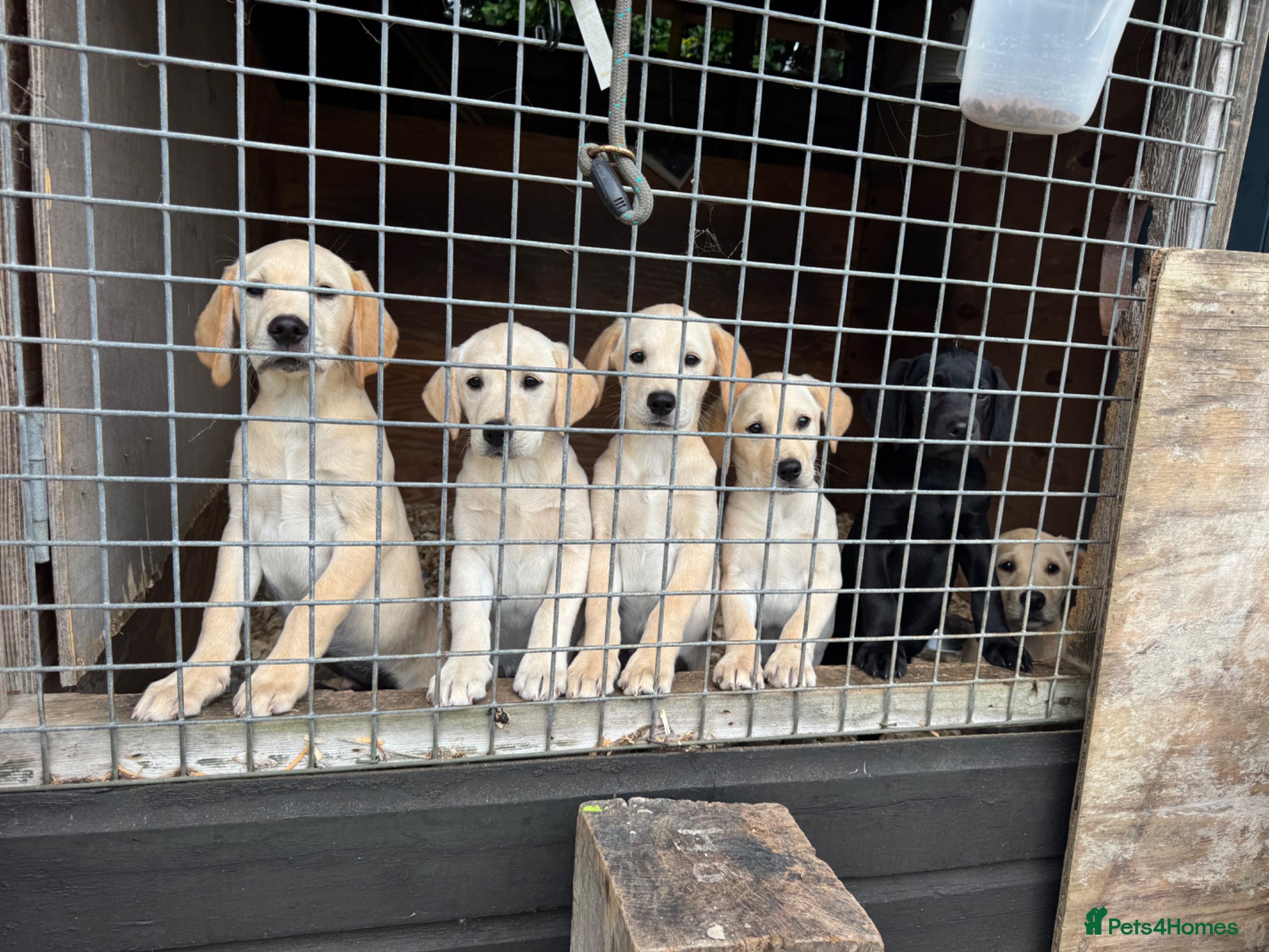 Labrador Retriever dogs Labradors - Advert 2