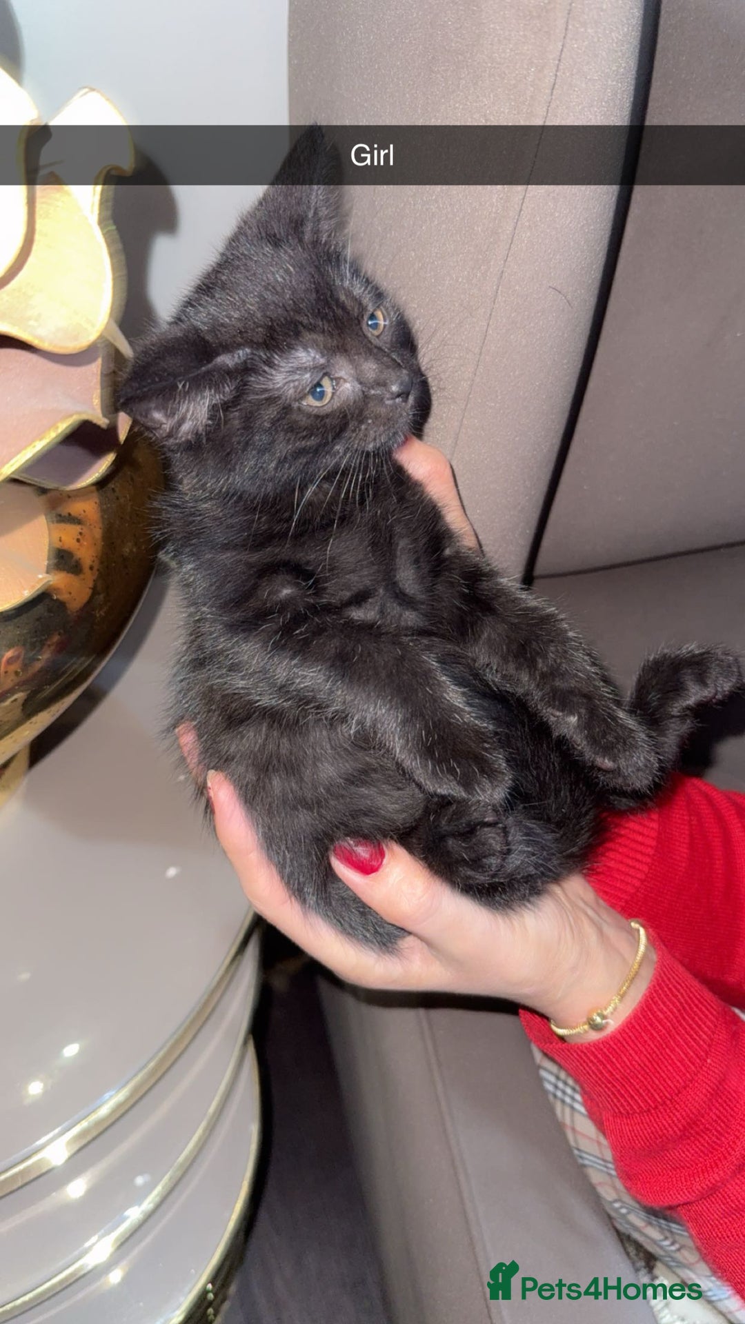 British Shorthair cats for sale: Kitten  - Image 7
