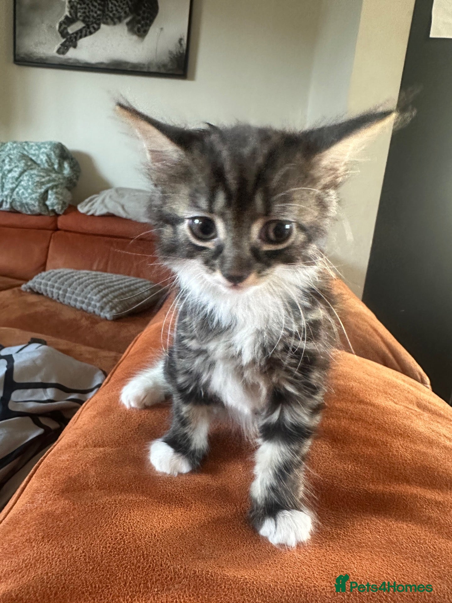 Mixed Breed cats Beautiful litter of kittens  - Advert 1