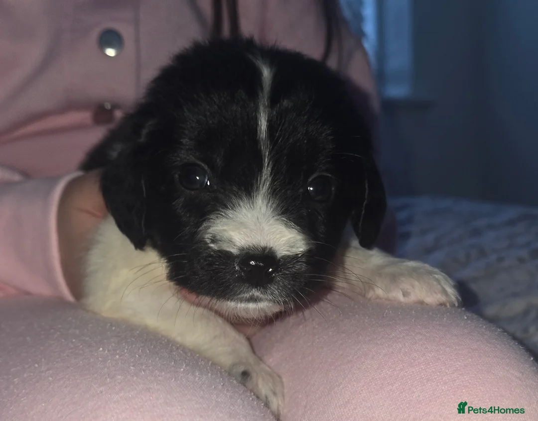 Maltipoo dogs for sale: Maltipoo puppies  - Advert 16