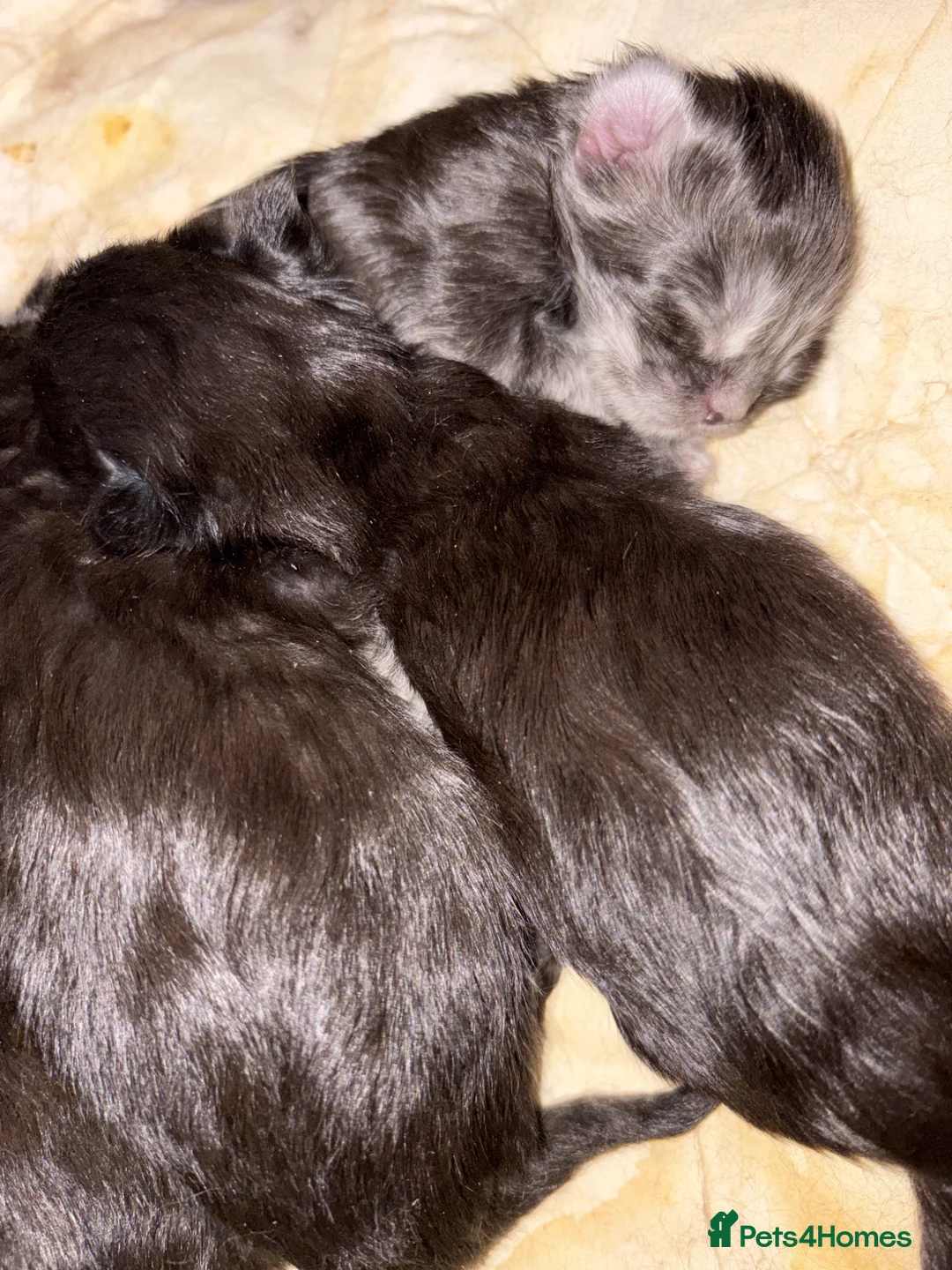Maine Coon cats for sale: Beautiful kittens  in Bourne - Advert 6