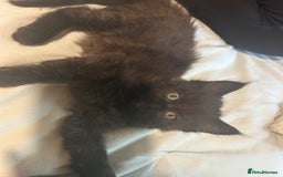 Ragdoll cats for sale: ragdoll x tabby  - Image 4