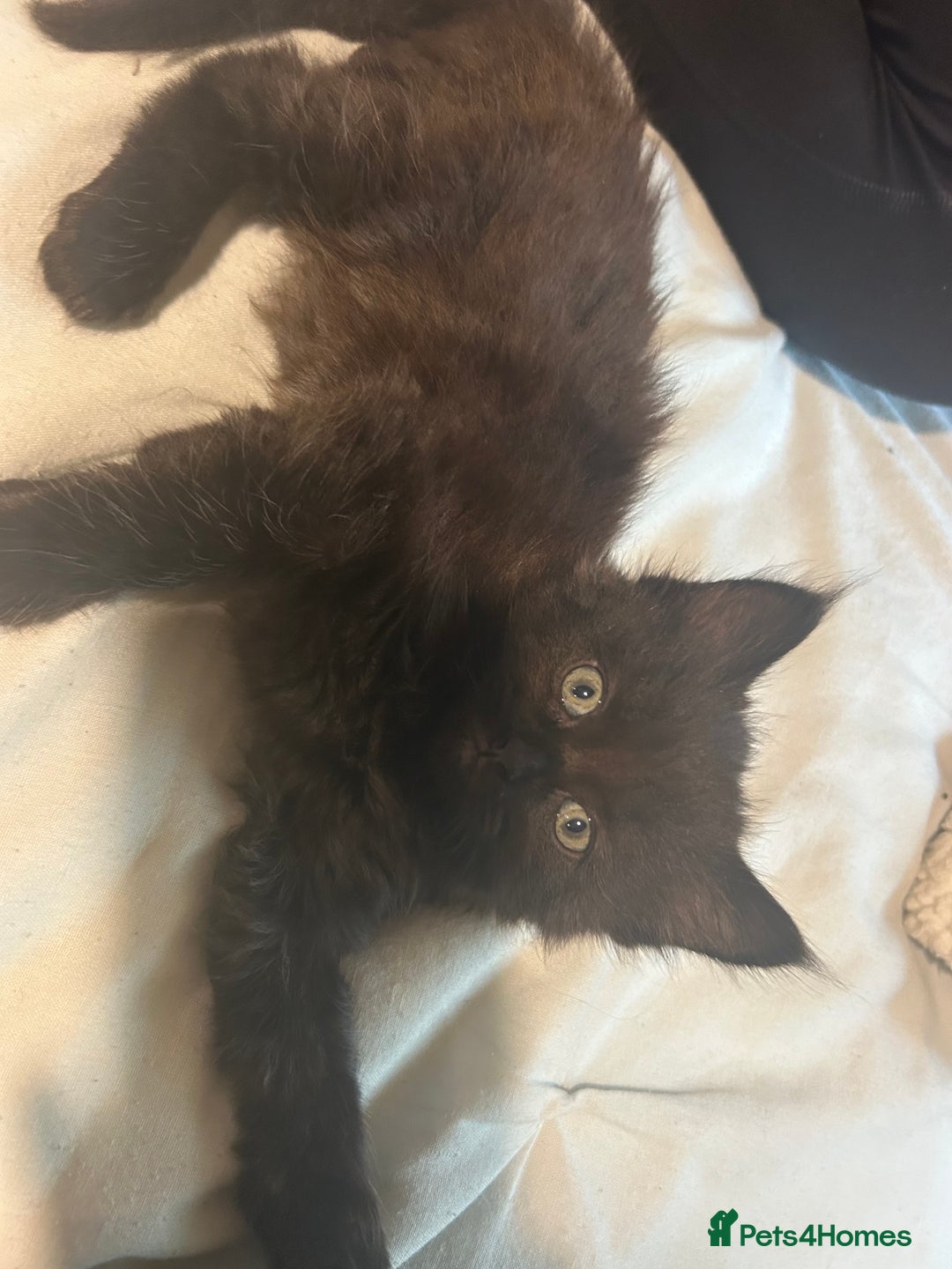 Ragdoll cats for sale: ragdoll x tabby  - Image 4