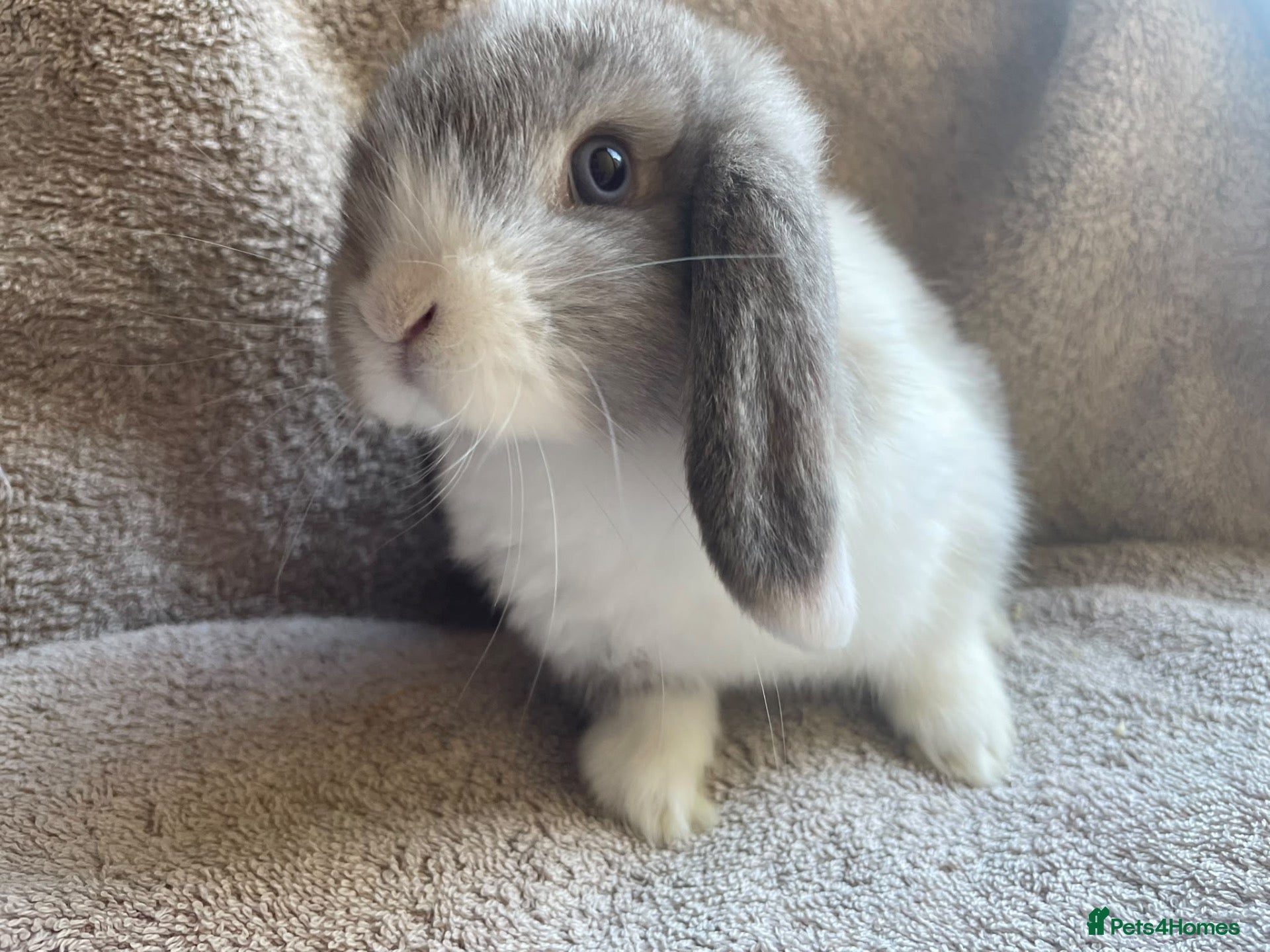 Mini Lop rabbits for sale: Mini lop does ready to reserve  - Advert 10