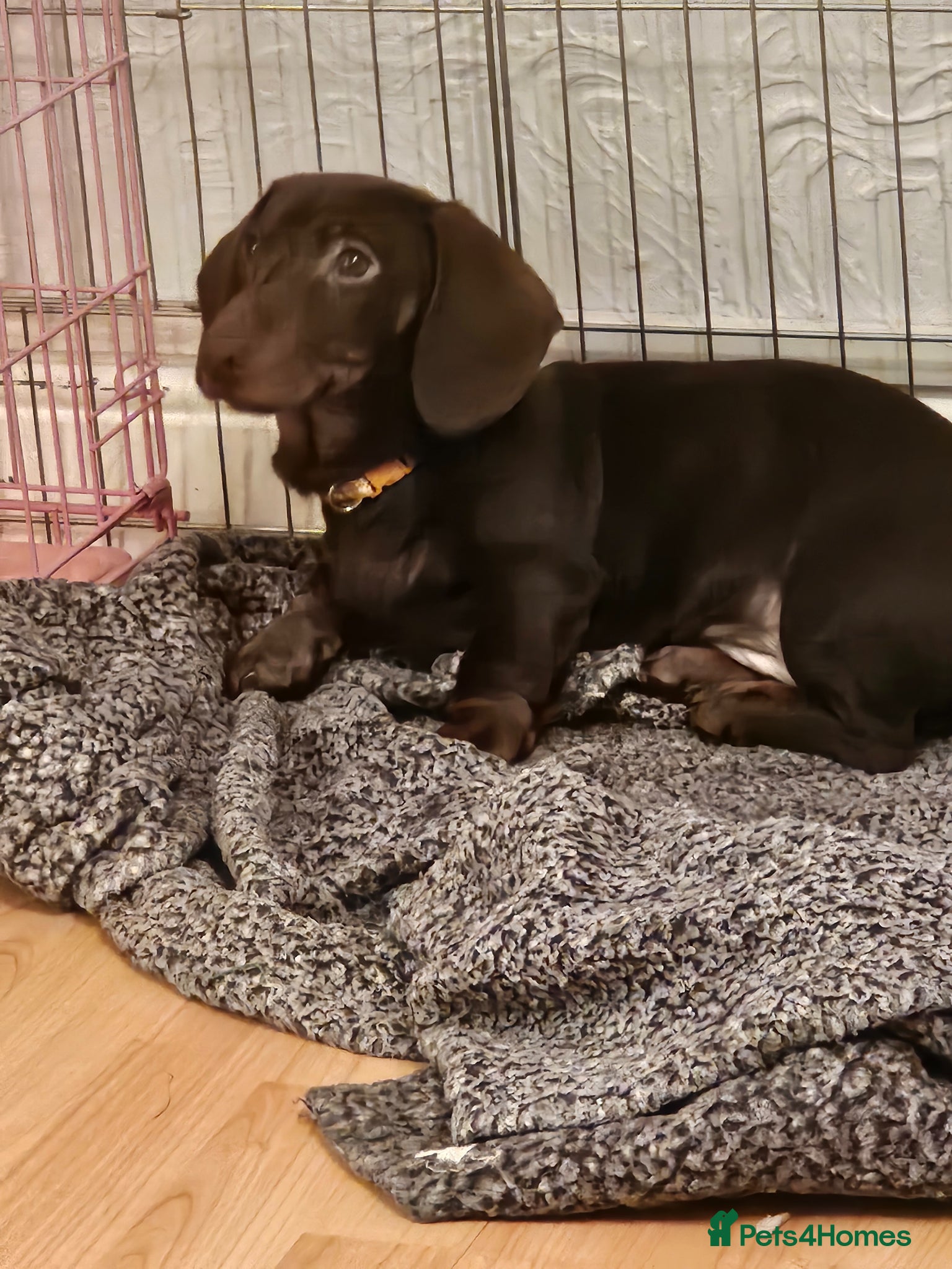 Dachshund dogs Looking for a loving forever home - Advert 4