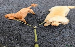 Miniature Poodle dogs for sale: MINIATURE-TOY POODLE PUPPIES AVAILABLE  - Image 4