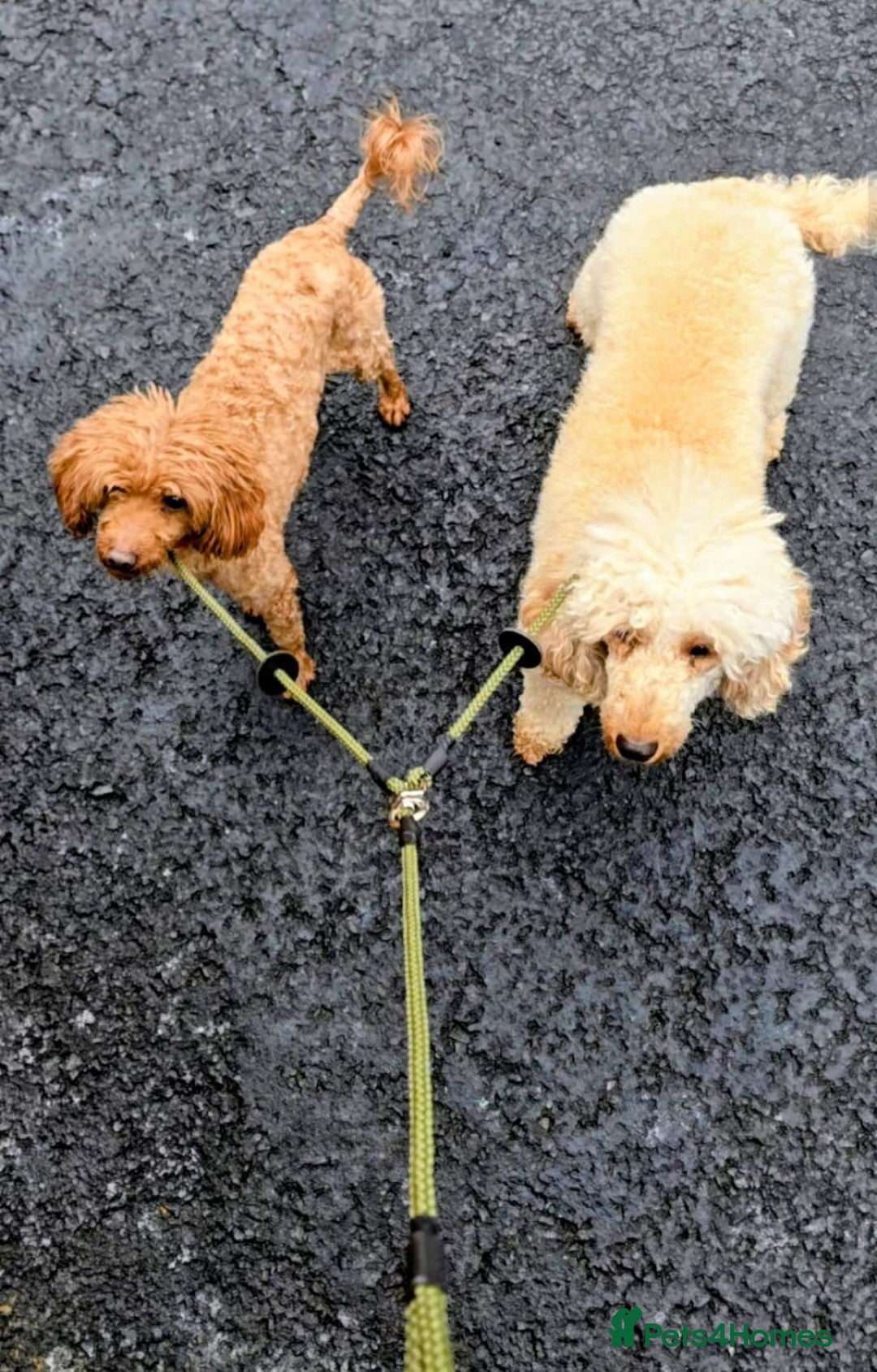 Miniature Poodle dogs for sale: MINIATURE-TOY POODLE PUPPIES AVAILABLE  - Image 4