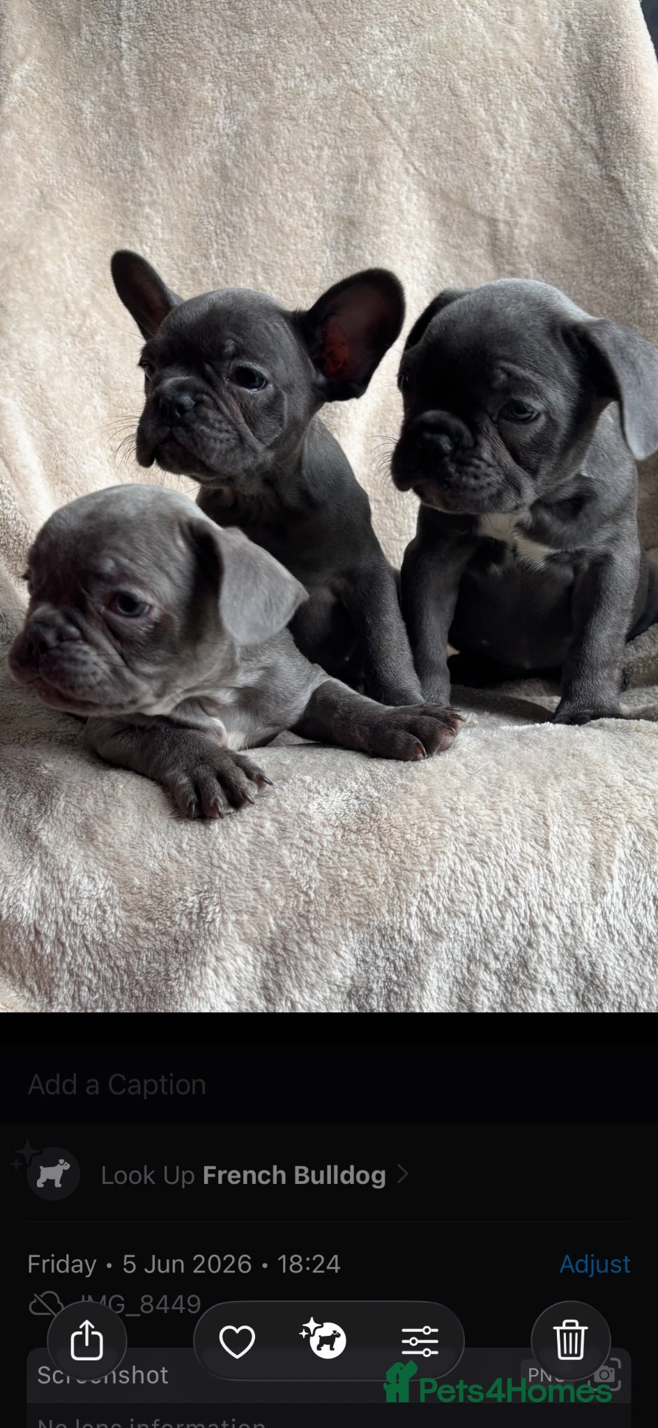 French Bulldog dogs French bulldog puppies  - Advert 5