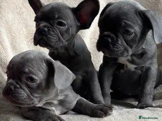 French Bulldog dogs French bulldog puppies - Advert 5