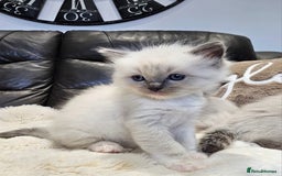 Ragdoll cats for sale: Stunning ragdoll kittens  - Advert 11