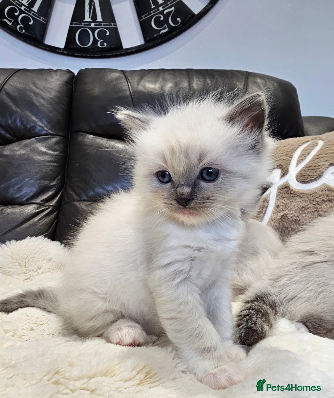 Ragdoll cats for sale: Stunning ragdoll kittens  - Advert 11