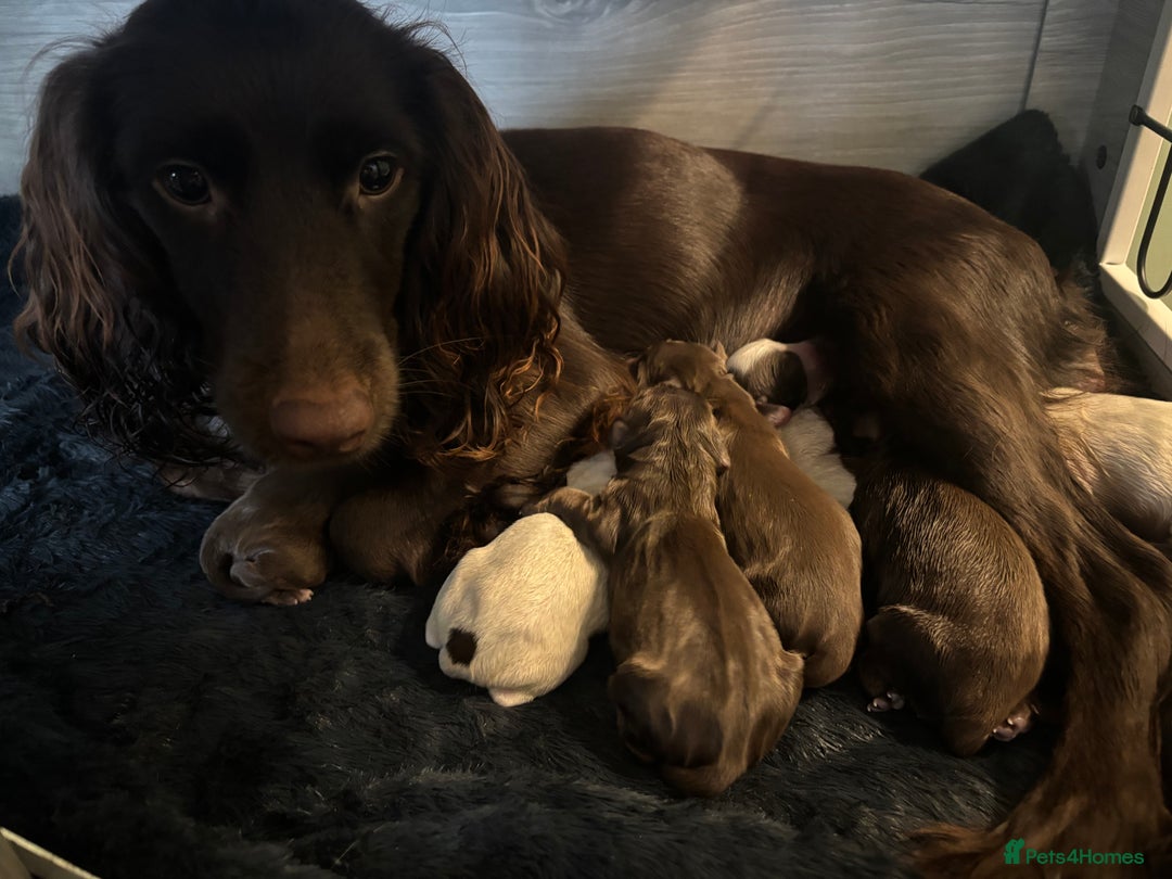 Cocker Spaniel dogs for sale: Cocker Spaniel Puppies - Advert 1