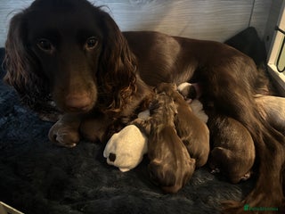 Cocker Spaniel dogs Cocker Spaniel Puppies - Advert 1