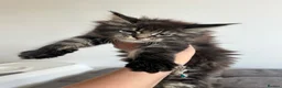 Maine Coon cats for sale: Registered Maine coon girl - - Advert 1