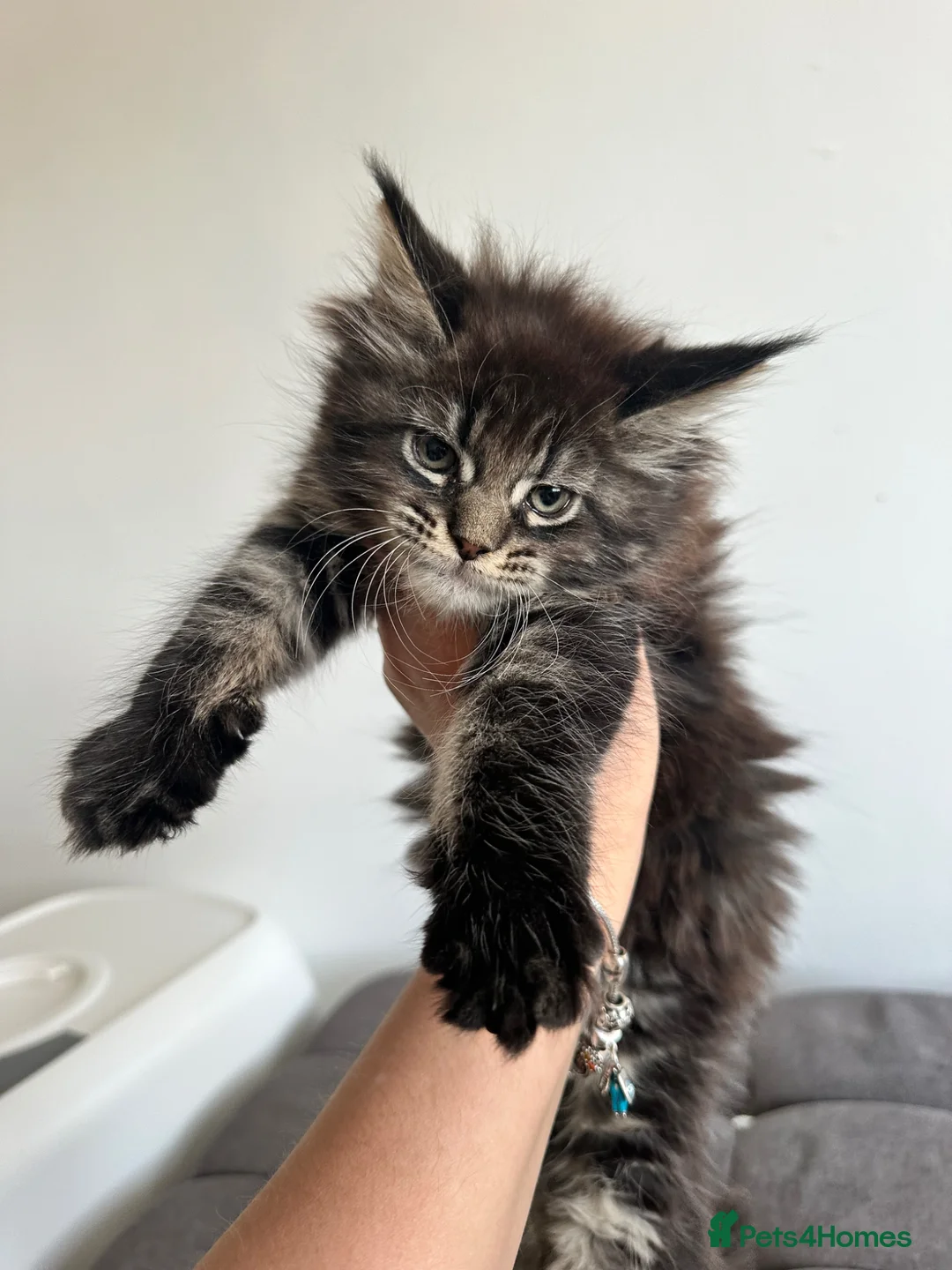 Maine Coon cats for sale: Registered Maine coon girl - - Advert 1
