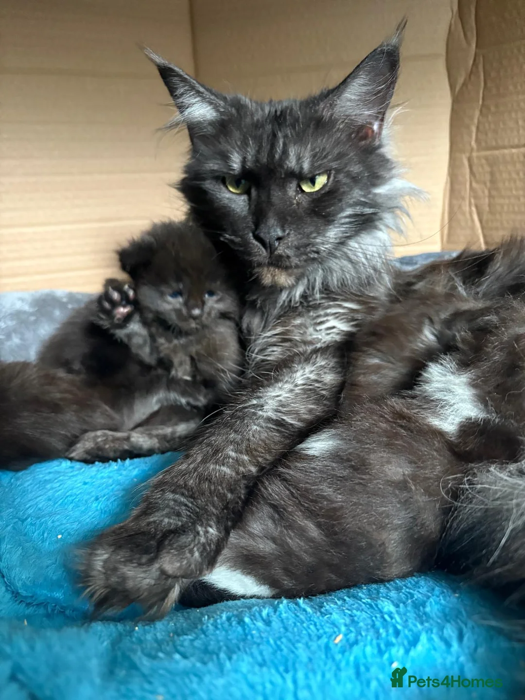 Mixed Breed cats for sale: Stunning Maine Coon x Ragdoll Kittens  in Radstock - Advert 40