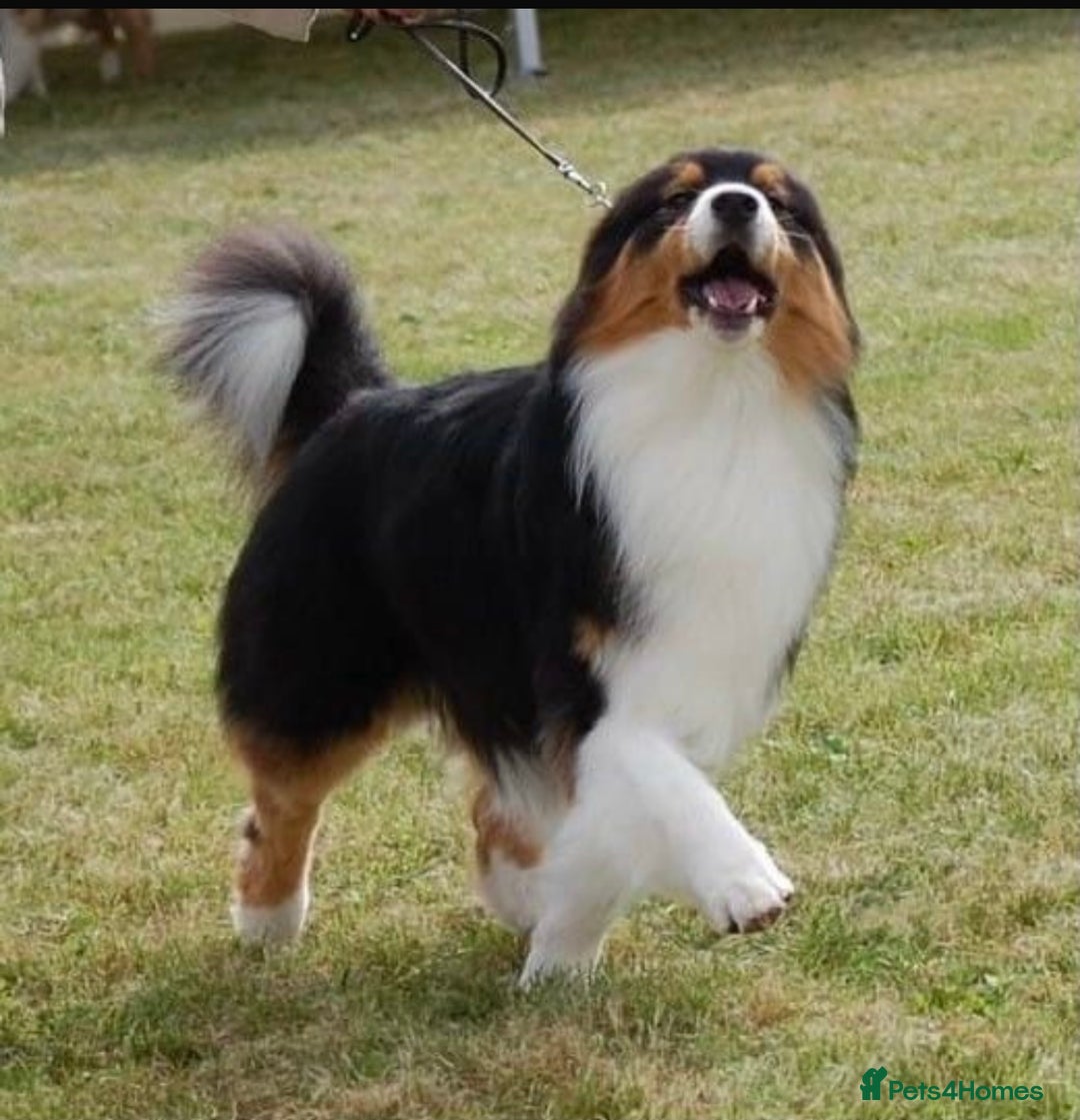 Australian Shepherd dogs for sale: Full Aussie KC registered pups - Image 5