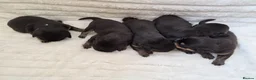 Rottweiler dogs for sale: Healthy & Chunky Family Raised Rottweiler Puppies - Advert 8