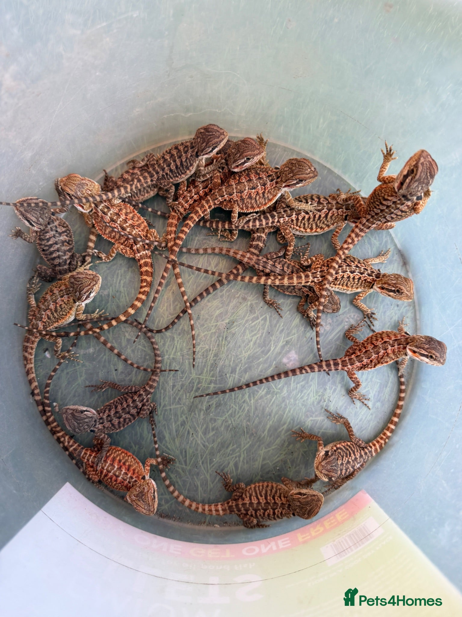 Bearded Dragon reptiles Baby bearded dragons  - Advert 1