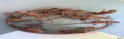 Bearded Dragon reptiles for sale: Baby bearded dragons  - Advert 1