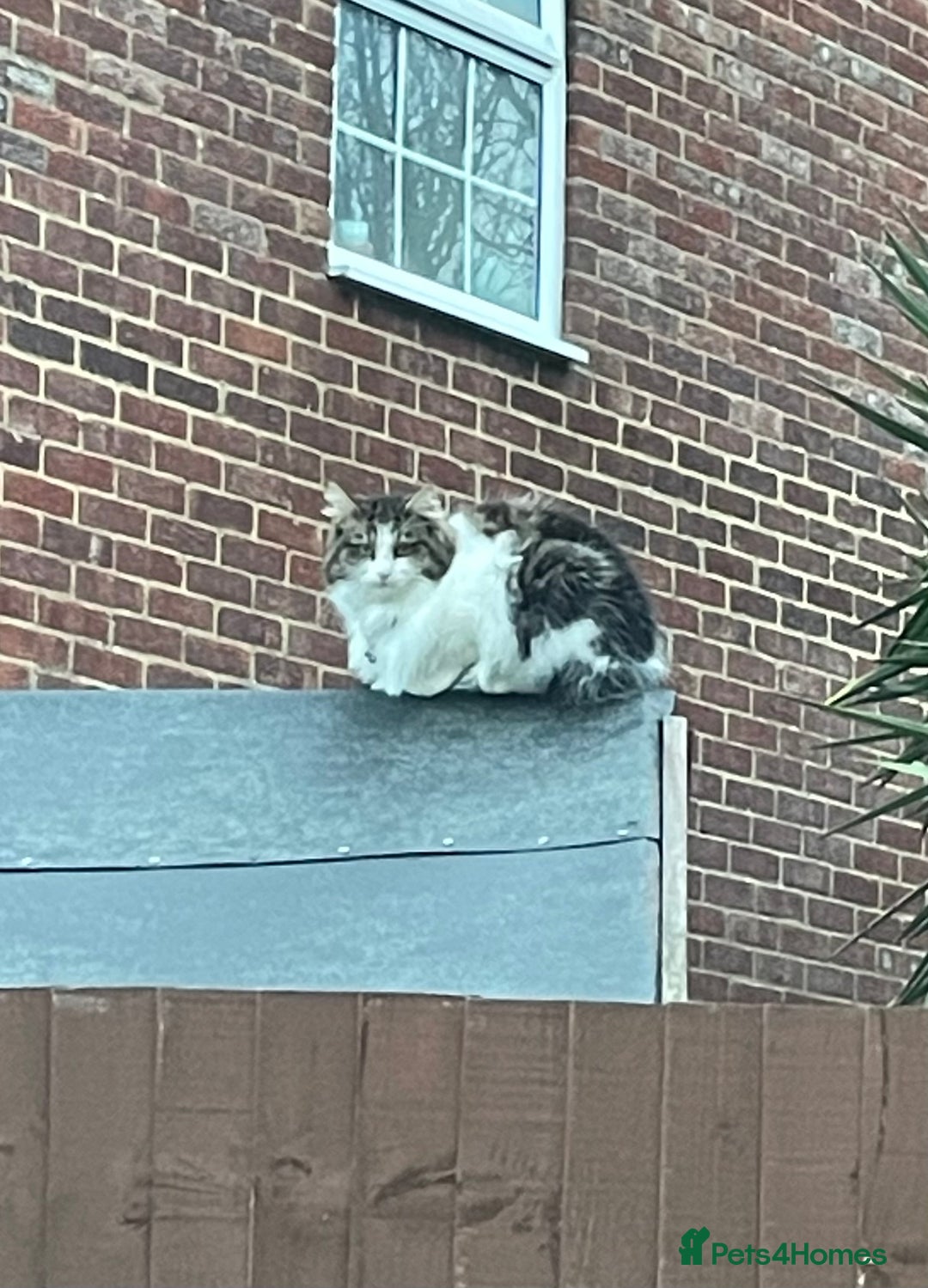 Mixed Breed cats for sale: Female Cat - Image 3