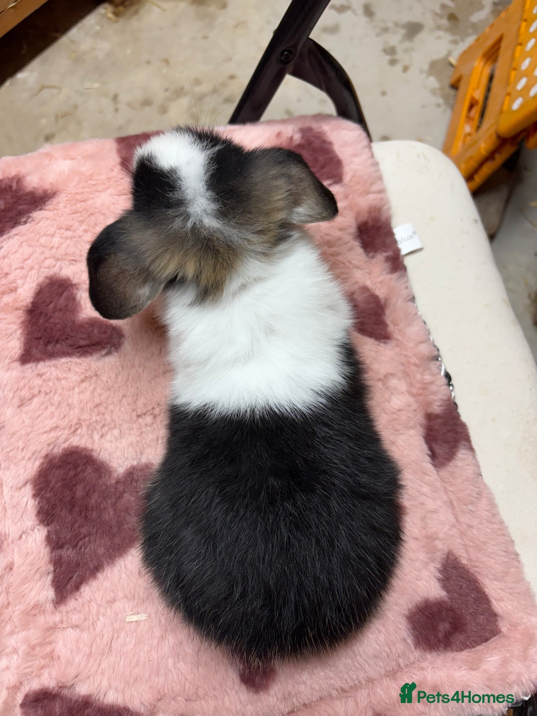 Dwarf Lop rabbits for sale: Stunning friendly dwarf lops  - Image 11