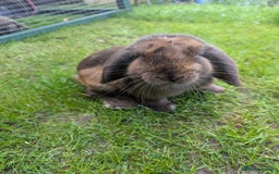 Mini Lop rabbits for sale: Brown/grey miniop female for sale  - Image 2