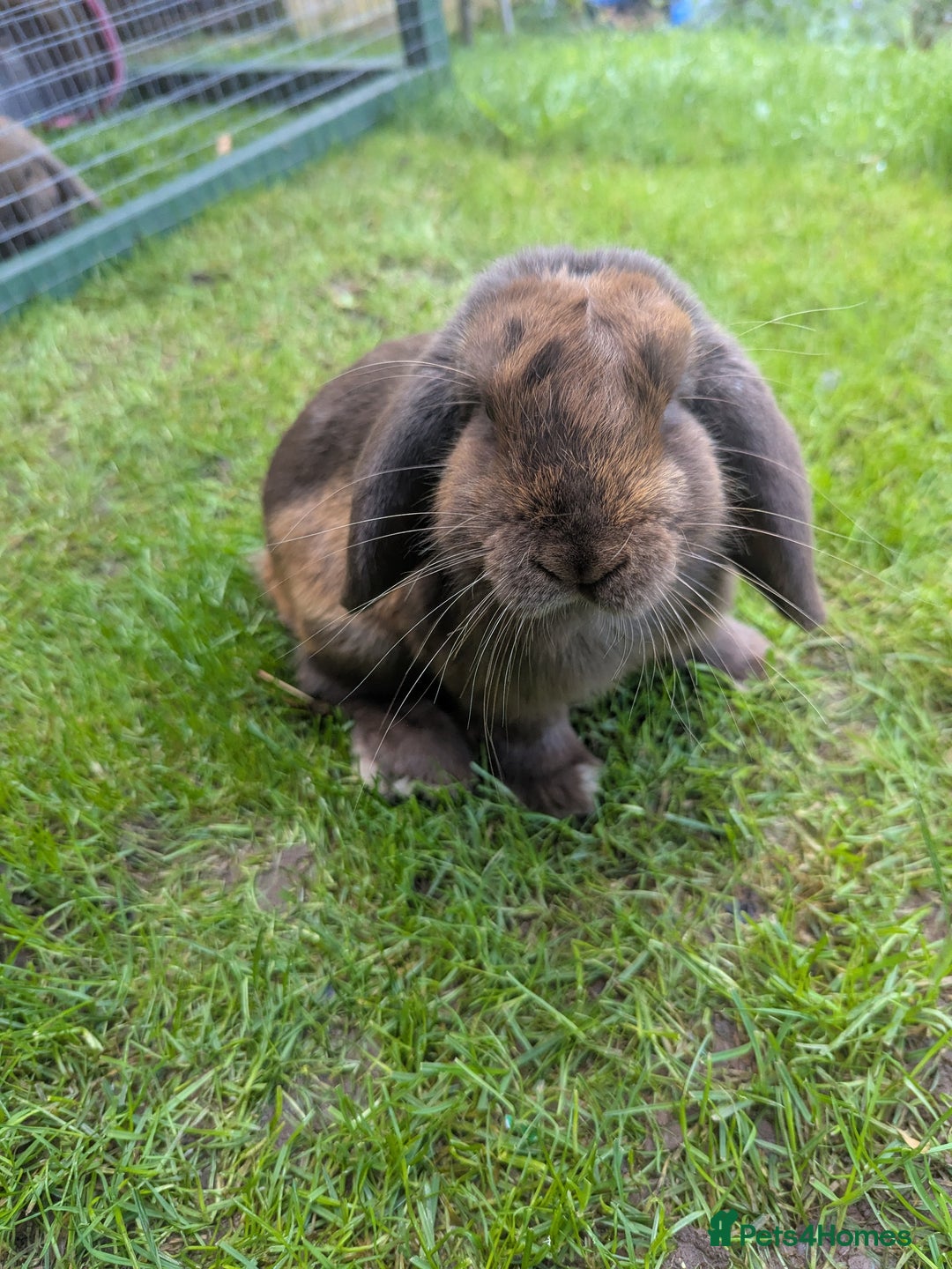 Mini Lop rabbits for sale: Brown/grey miniop female for sale  - Image 2