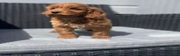 Cockapoo dogs for sale: beautiful Cockapoo ready now 😍😍 - Advert 7