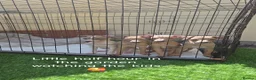 Italian Greyhound dogs for sale: Italian greyhound in Hartlepool - Advert 6