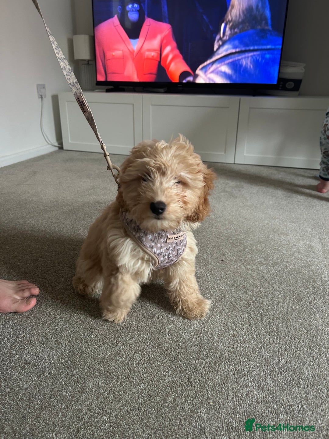 Cockapoo dogs for sale: 4 month old female Cockapoo  - Advert 3