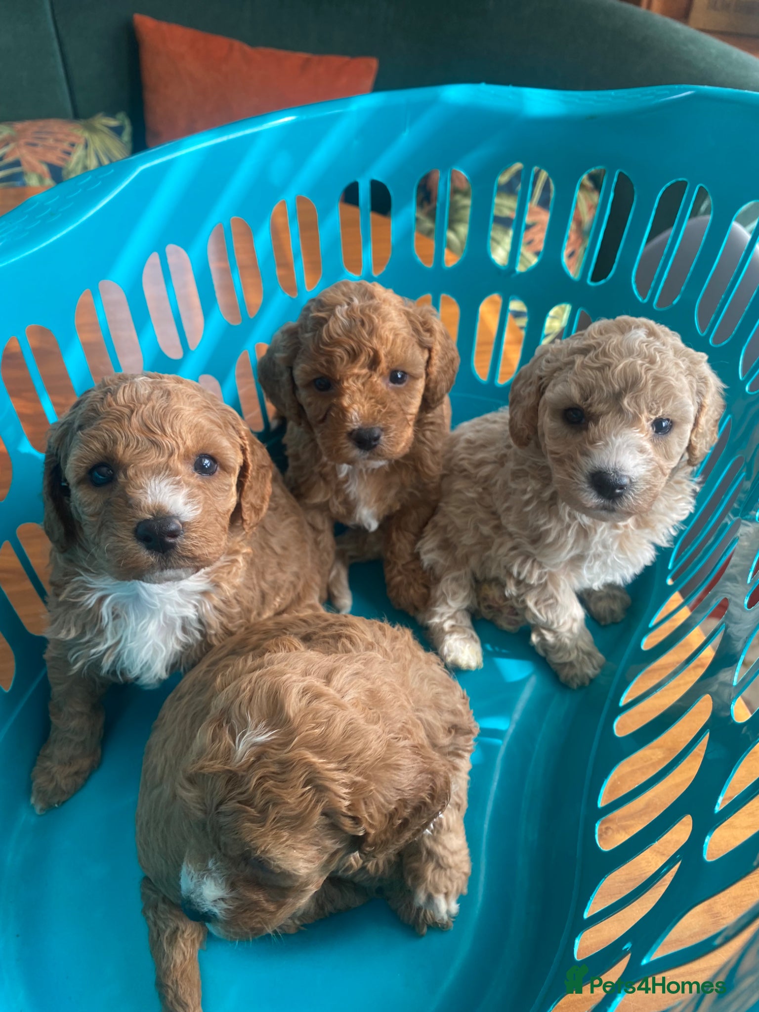 Cavapoochon dogs Cavapoochon puppies  - Advert 1