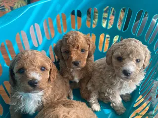 Cavapoochon dogs Cavapoochon puppies - Advert 1