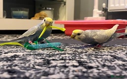 Budgerigars birds for sale: 4 budgies, 2 female 2 male  - Image 5