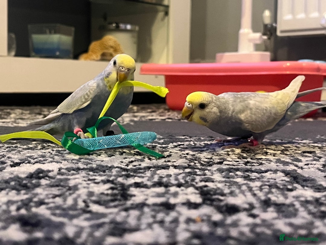 Budgerigars birds for sale: 4 budgies, 2 female 2 male  - Image 5