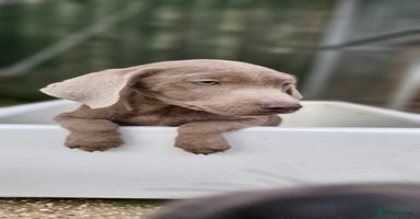 Labrador Retriever dogs - Advert 8