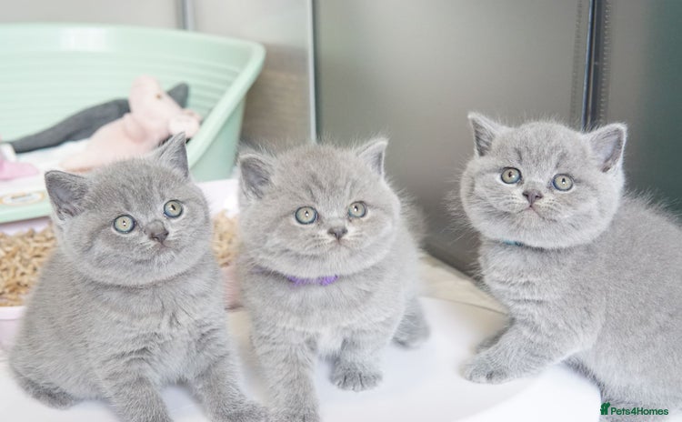 British Shorthair cats - Advert 3