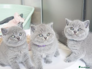 British Shorthair cats - Advert 33