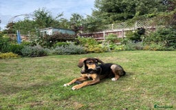 Mixed Breed dogs for adoption: Poppy (Hound/Shepherd mix) - Image 4