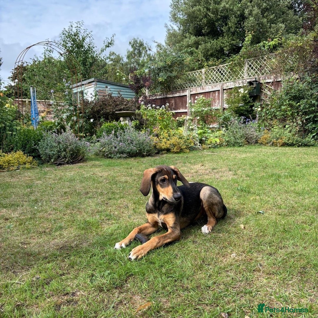 Mixed Breed dogs for adoption: Poppy (Hound/Shepherd mix) - Image 4