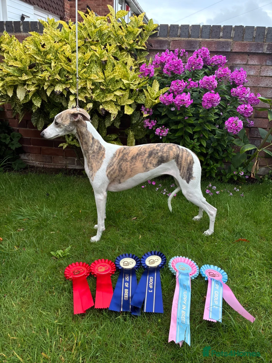 Whippet dogs for sale: Beautiful whippet bitch available  - Advert 1