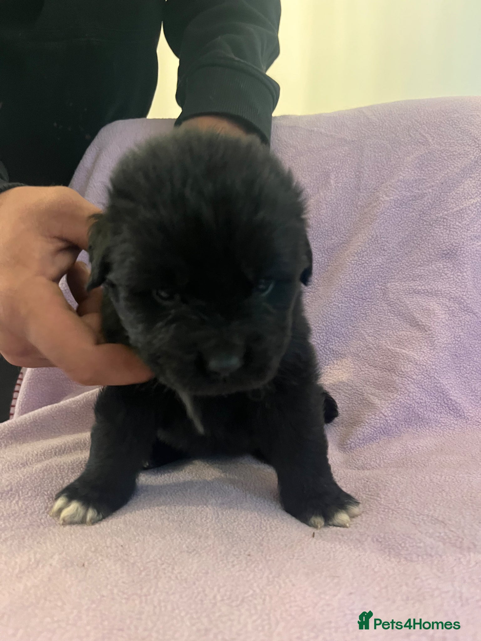 Mixed Breed dogs for sale: Black & landseer Newfoundland puppies  - Advert 5